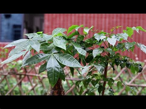 門口種花風水|風水師推薦：6種招財植物大公開